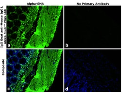 Invitrogen Goat anti-Mouse IgG1 Superclonal Secondary Antibody, Alexa Fluor