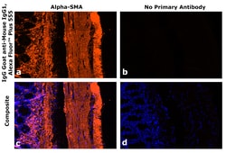 Invitrogen Goat anti-Mouse IgG1 Superclonal Secondary Antibody, Alexa Fluor