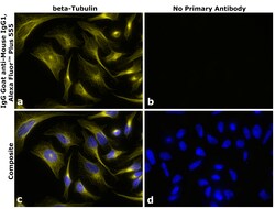 Invitrogen Goat anti-Mouse IgG1 Superclonal Secondary Antibody, Alexa Fluor