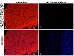 Invitrogen&trade;&nbsp;Goat anti-Mouse IgG1 Superclonal&trade; Secondary Antibody, Alexa Fluor&trade; Plus 647