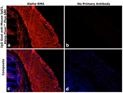 Invitrogen Goat anti-Mouse IgG1 Superclonal Secondary Antibody, Alexa Fluor Plus 680 250 &mu;L | Buy Online | Invitrogen&trade; | Fisher Scientific