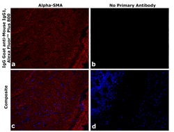 Invitrogen&trade;&nbsp;Goat anti-Mouse IgG1 Superclonal&trade; Secondary Antibody, Alexa Fluor&trade; Plus 800