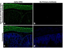 Invitrogen Goat anti-Mouse IgG1 Superclonal Secondary Antibody 250 &mu;L;