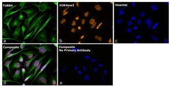 Invitrogen™ Goat anti-Mouse IgG Fc Superclonal™ Secondary Antibody, Alexa Fluor™ Plus 488