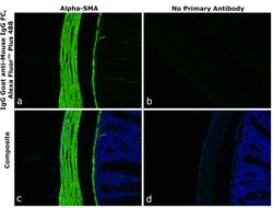 Invitrogen&trade;&nbsp;Goat anti-Mouse IgG Fc Superclonal&trade; Secondary Antibody, Alexa Fluor&trade; Plus 488