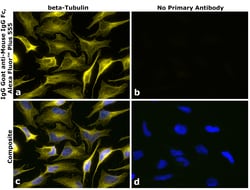 Invitrogen Goat anti-Mouse IgG Fc Superclonal Secondary Antibody, Alexa