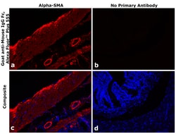 Invitrogen Goat anti-Mouse IgG Fc Superclonal Secondary Antibody, Alexa