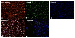 Invitrogen Goat anti-Mouse IgG Fc Superclonal Secondary Antibody, Alexa