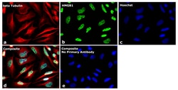 Invitrogen Goat anti-Mouse IgG Fc Superclonal Secondary Antibody, Alexa
