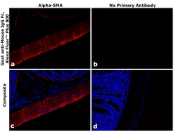 Invitrogen Goat anti-Mouse IgG Fc Superclonal Secondary Antibody, Alexa