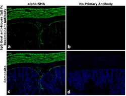 Invitrogen Goat anti-Mouse IgG Fc Superclonal Secondary Antibody 250 &mu;L | Buy Online | Invitrogen&trade; | Fisher Scientific
