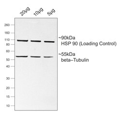 Invitrogen Goat anti-Mouse IgG Fc Superclonal Secondary Antibody 250 &mu;L | Buy Online | Invitrogen&trade; | Fisher Scientific