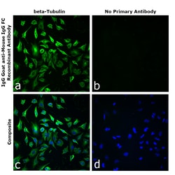 Invitrogen&trade;&nbsp;Goat anti-Mouse IgG Fc Superclonal&trade; Secondary Antibody