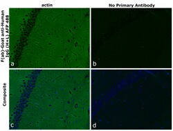 Invitrogen F(ab)-Goat anti-Human IgG (H+L) Superclonal Secondary Antibody, Alexa Fluor Plus 488 250 &mu;L | Buy Online | Invitrogen&trade; | Fisher Scientific
