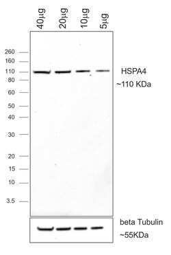 Invitrogen F(ab)-Goat anti-Human IgG (H+L) Superclonal Secondary Antibody 250 &mu;L | Buy Online | Invitrogen&trade; | Fisher Scientific