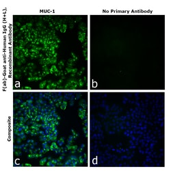 Invitrogen F(ab)-Goat anti-Human IgG (H+L) Superclonal Secondary Antibody 250 &mu;L | Buy Online | Invitrogen&trade; | Fisher Scientific