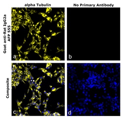 Invitrogen&trade;&nbsp;Goat anti-Rat IgG2a Recombinant Secondary Antibody, Alexa Fluor&trade; Plus 555
