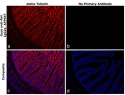 Invitrogen&trade;&nbsp;Goat anti-Rat IgG2a Recombinant Secondary Antibody, Alexa Fluor&trade; Plus 647