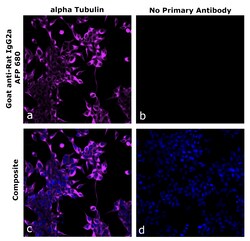 Invitrogen&trade;&nbsp;Goat anti-Rat IgG2a Recombinant Secondary Antibody, Alexa Fluor&trade; Plus 647