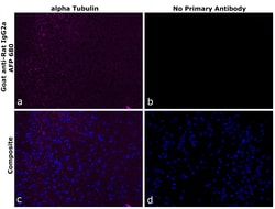 Invitrogen Goat anti-Rat IgG2a Recombinant Secondary Antibody, Alexa Fluor Plus 647 250 &mu;L | Buy Online | Invitrogen&trade; | Fisher Scientific