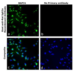 Invitrogen Goat anti-Rat IgG2a Recombinant Secondary Antibody 250 &mu;L | Buy Online | Invitrogen&trade; | Fisher Scientific