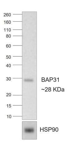 Invitrogen Goat anti-Rat IgG2a Recombinant Secondary Antibody 250 &mu;L | Buy Online | Invitrogen&trade; | Fisher Scientific
