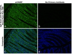 Invitrogen™ Goat anti-Rat IgG2b Recombinant Secondary Antibody, Alexa Fluor™ Plus 488