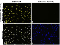 Invitrogen&trade;&nbsp;Goat anti-Rat IgG2b Recombinant Secondary Antibody, Alexa Fluor&trade; Plus 555