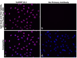 Invitrogen&trade;&nbsp;Goat anti-Rat IgG2b Recombinant Secondary Antibody, Alexa Fluor&trade; Plus 680
