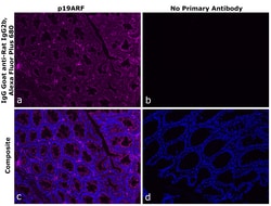 Invitrogen&trade;&nbsp;Goat anti-Rat IgG2b Recombinant Secondary Antibody, Alexa Fluor&trade; Plus 680