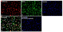 Invitrogen&trade;&nbsp;Goat anti-Rat IgG2b Recombinant Secondary Antibody
