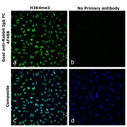 Invitrogen Goat anti-Rabbit IgG Fc Superclonal Secondary Antibody, Alexa Fluor 488 250 &mu;L | Buy Online | Invitrogen&trade; | Fisher Scientific