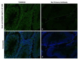 Invitrogen&trade;&nbsp;Goat anti-Rabbit IgG Fc Superclonal&trade; Secondary Antibody, Alexa Fluor&trade; 488