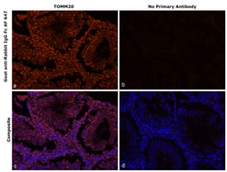 Invitrogen&trade;&nbsp;Goat anti-Rabbit IgG Fc Superclonal&trade; Secondary Antibody, Alexa Fluor&trade; 647