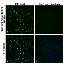 Invitrogen&trade;&nbsp;Goat anti-Rabbit IgG Fc Superclonal&trade; Secondary Antibody, Alexa Fluor&trade; Plus 488