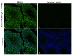 Invitrogen Goat anti-Rabbit IgG Fc Superclonal Secondary Antibody, Alexa Fluor Plus 488 250 &mu;L | Buy Online | Invitrogen&trade; | Fisher Scientific