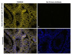 Invitrogen Goat anti-Rabbit IgG Fc Superclonal Secondary Antibody, Alexa Fluor Plus 555 250 &mu;L | Buy Online | Invitrogen&trade; | Fisher Scientific