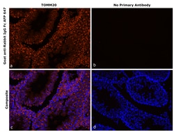 Invitrogen&trade;&nbsp;Goat anti-Rabbit IgG Fc Superclonal&trade; Secondary Antibody, Alexa Fluor&trade; Plus 647