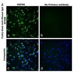 Invitrogen&trade;&nbsp;F(ab)-Goat anti-Mouse IgG2a Recombinant Secondary Antibody, Alexa Fluor&trade; 488
