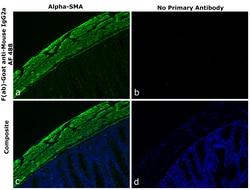 Invitrogen F(ab)-Goat anti-Mouse IgG2a Recombinant Secondary Antibody, Alexa Fluor 488 250 &mu;L | Buy Online | Invitrogen&trade; | Fisher Scientific