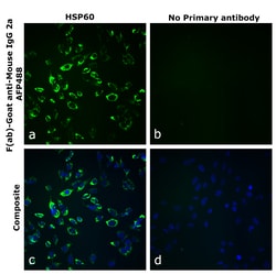 Invitrogen&trade;&nbsp;F(ab)-Goat anti-Mouse IgG2a Recombinant Secondary Antibody, Alexa Fluor&trade; Plus 488