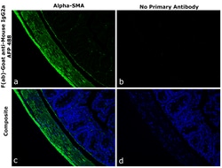 Invitrogen F(ab)-Goat anti-Mouse IgG2a Recombinant Secondary Antibody, Alexa Fluor Plus 488 250 &mu;L | Buy Online | Invitrogen&trade; | Fisher Scientific
