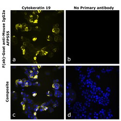 Invitrogen F(ab)-Goat anti-Mouse IgG2a Recombinant Secondary Antibody, Alexa Fluor Plus 555 250 &mu;L | Buy Online | Invitrogen&trade; | Fisher Scientific