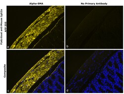 Invitrogen F(ab)-Goat anti-Mouse IgG2a Recombinant Secondary Antibody, Alexa Fluor Plus 555 250 &mu;L | Buy Online | Invitrogen&trade; | Fisher Scientific