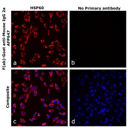 Invitrogen&trade;&nbsp;F(ab)-Goat anti-Mouse IgG2a Recombinant Secondary Antibody, Alexa Fluor&trade; Plus 647