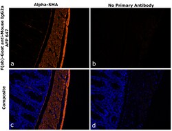 Invitrogen F(ab)-Goat anti-Mouse IgG2a Recombinant Secondary Antibody, Alexa Fluor Plus 647 250 &mu;L | Buy Online | Invitrogen&trade; | Fisher Scientific