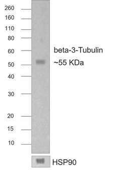 Invitrogen F(ab)-Goat anti-Mouse IgG2a Recombinant Secondary Antibody 250 &mu;L | Buy Online | Invitrogen&trade; | Fisher Scientific