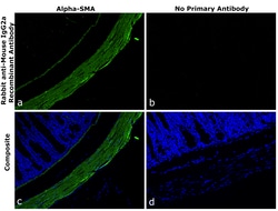 Invitrogen Rabbit anti-Mouse IgG2a Recombinant Secondary Antibody 250 &mu;L;