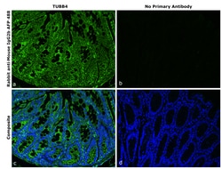 Invitrogen&trade;&nbsp;Rabbit anti-Mouse IgG2b Recombinant Secondary Antibody, Alexa Fluor&trade; Plus 488