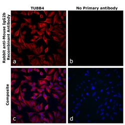 Invitrogen Rabbit anti-Mouse IgG2b Recombinant Secondary Antibody 250 &mu;L;